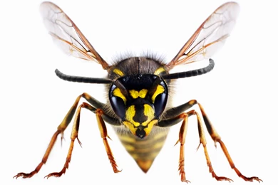 Wasp wallpaper 10.jpg
