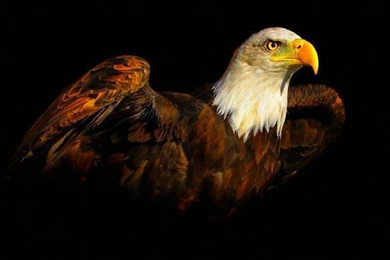 Birds: Eagle Usmc Marines Recon Marine Corps Wallpapers For Desktop ...