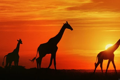 Giraffe Wallpapers   Animal Wallpapers