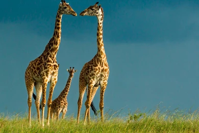 Giraffe Wallpapers High Resolution – Wallpapers