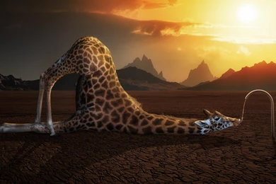 Giraffe Wallpapers HD