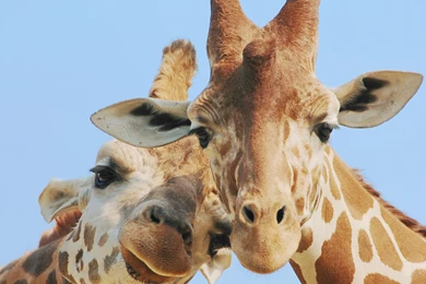 Two Giraffe Faces 2048 X 2048 IPod 3 Wallpapers, Backgrounds ...