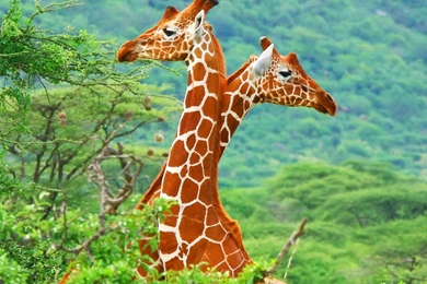 Giraffe Computer Wallpapers, Desktop Backgrounds