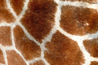 Giraffe Wallpapers « Animal Spot