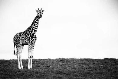Giraffe Animal Wallpapers 2058 2560x1700   UMad.com