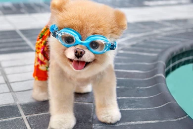 Boo Dog HD Wallpapers