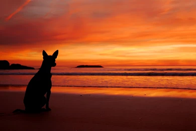 Sea Beach Sunset Dog Silhouette Wallpapers