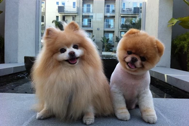 Animal Boo Buddy Boo Wallpapers