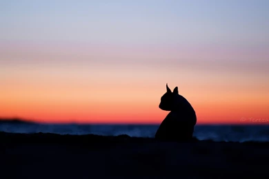 Mood dog silhouette nature sunset hd wallpapers Magic4Walls.com