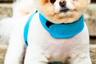 Cute Dog Boo HD Wallpapers   IHD Wallpapers