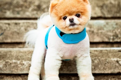 Boo The Dog HD Desktop Wallpapers : Widescreen : High Definition ...