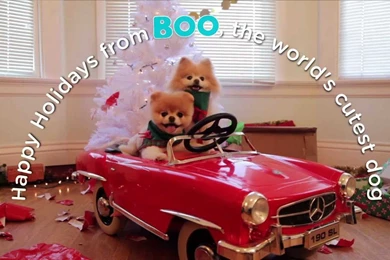 A Holiday Adventure With Boo, The World's Cutest Dog   YouTube