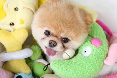1000+ Images About Boo Worlds Cutest Dog On Pinterest