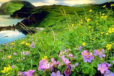 World Amazing Wallpapers: Natural Beauty Wallpapers