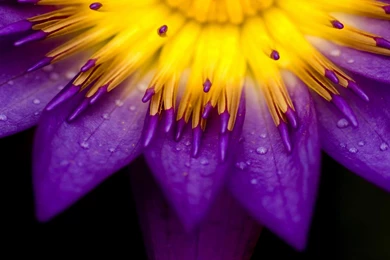 Japan Digital Nature Wallpapers