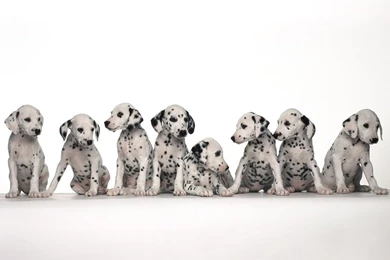 Photo 25 Of 64, Dog Wallpapers