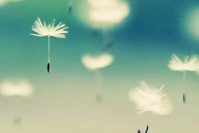 Dandelion iPhone Free Download HD Wallpapers 10077   HD Wallpapers ...