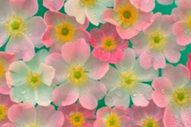 FLOWERS WALLPAPER   (