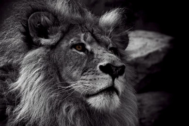 Nature Wallpapers   Animals, Lions, Dimgray, Darkgray