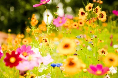 Nature Wallpapers   Flowers, Lightpink