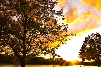 Nature Wallpapers   Autumn, Brown