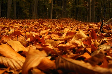 Nature Wallpapers   Autumn, Saddlebrown, Sienna, Chocolate ...