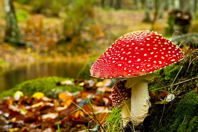 Nature Wallpapers   Autumn, Black, Darkolivegreen, Darkgray ...