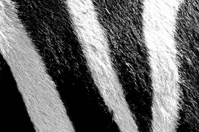 Wallpapers Monday [235] – Black 'n White