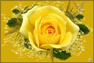 Yellow Rose Flower Wallpapers Wallpapers Cave