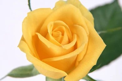 Yellow Rose Flower Wallpapers