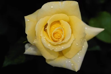 Light Yellow Rose Flower Wallpapers Widescreen