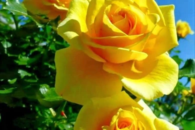 Yellow Roses On Pinterest