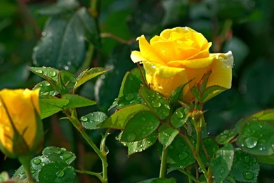Yellow Rose Flower Photography Wallpapers   1152x864 Wallpapers ...