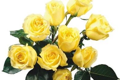 Beautiful Yellow Rose Flowers HD Wallpapers