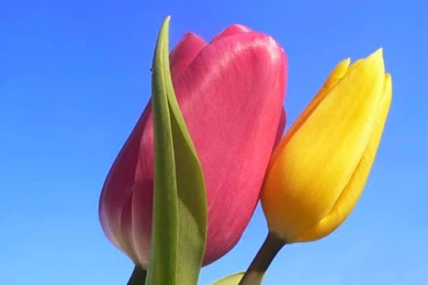 Yellow Rose Flowers Wallpapers For Desktop