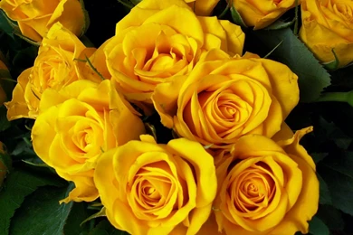 Wallpaper: Bright, Yellow, Roses, Bouquet, Flower, Beautiful Wallpapers