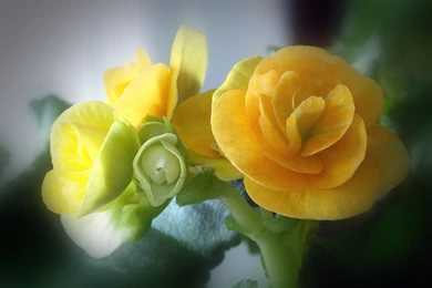 YELLOW ROSES FOR ME Computer Wallpapers, Desktop Backgrounds ...