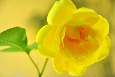 Yellow Rose Flowers Wallpapers 7   HD Wallpapers Download For ...
