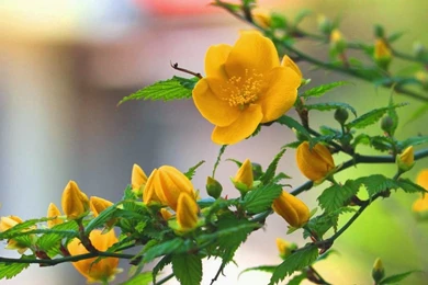 Good Morning Yellow Rose Flowers   Wallpapers COC