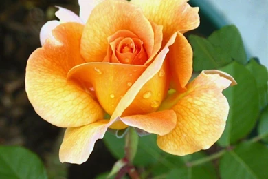 Yellow Rose: Flowers Wallpapers   Backgrounds Bandit