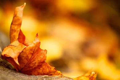 Autumn Themed Wallpapers Dump   Album On Imgur