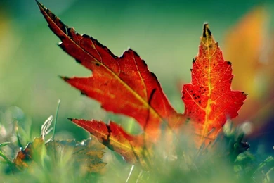 21+ Season Wallpapers, Backgrounds, Images, Autumn, FreeCreatives