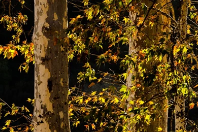 Some Autumn Themed Parallax Wallpapers Madness For Your IOS 7 ...