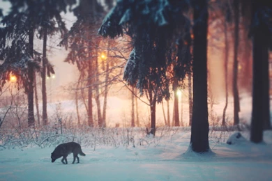 Other Loner White Wisdom Timber Howling Saying Canislupus Wolf ...