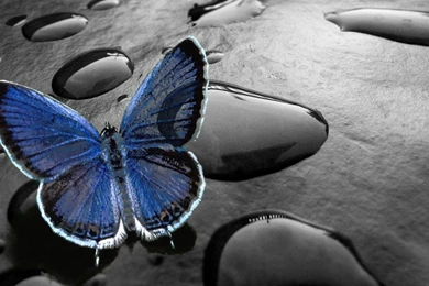 Animation Wallpapers Free Download For Android,desktop Wallpapers