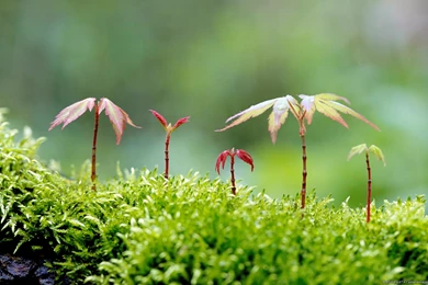 Windows 8 Official Wallpapers