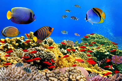 Underwater Wallpapers Desktop Backgrounds