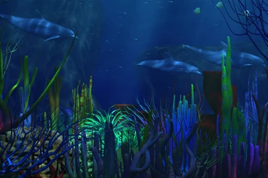 Underwater Wallpapers High Definition Coolest 924i   Wallpapers HD Fix