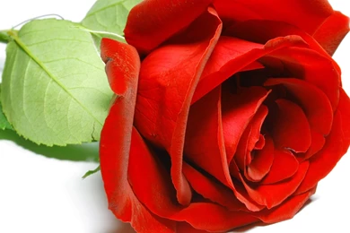 Rose Flower Wallpapers HD   Wallpapers Cave