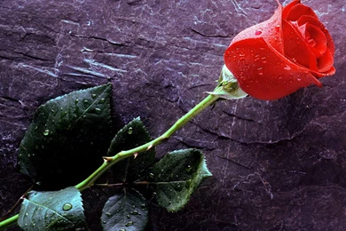 Wallpaper: Flowery Wallpapers B And Q